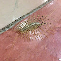 House centipede