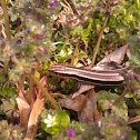American five-lined skink