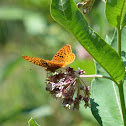 Great Spangled Fritillary