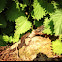Common lizard or Viviparous lizard
