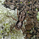 Menemerus Bark Spider