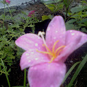 Pink Rain Lily