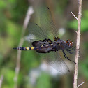 Black Saddlebags