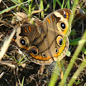 Common Buckeye
