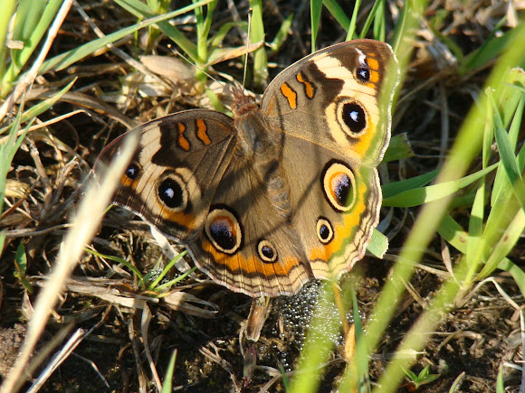 Spotting Image 1