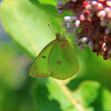 Clouded Sulphur