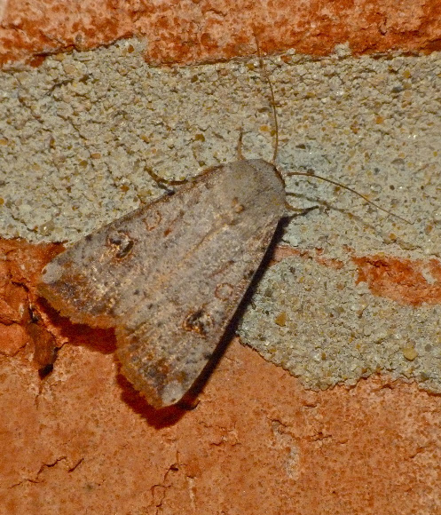 Spotting Image 1