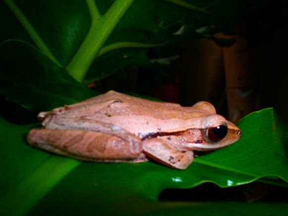 Spotting Image 1