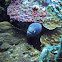 White-eyed Moray Eel