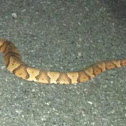 Northern Copperhead