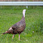 Wild turkey