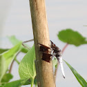 Common Whitetail