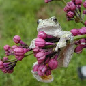 Gray tree frog