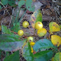 yellow berry