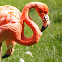 American Flamingo