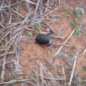 Beetle