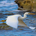 Egret