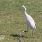 Little Egret