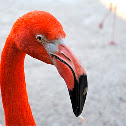 Caribbean Flamingo
