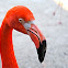 Caribbean Flamingo