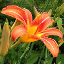 Tawny Daylily