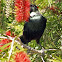 Tui