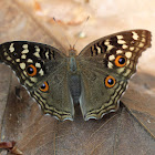 Lemon Pansy