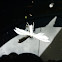 White Plume Moth
