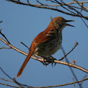 Brown Thrasher