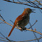 Brown Thrasher