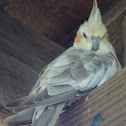 Cockatiel