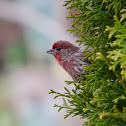 House Finch