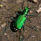 Six Spotted Tiger Beetle