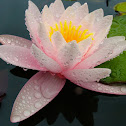 Water Lilly