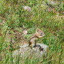 Chipmunk