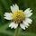 starleaf