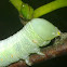 Nadata larvae