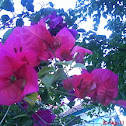 bugambilia