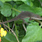 Green Anole