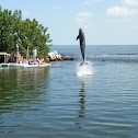 Common Bottlenose dolphin