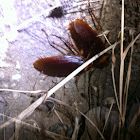 Cockroach