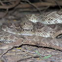 Mohave Rattlesnake