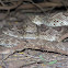Mohave Rattlesnake