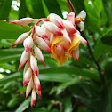 shell ginger
