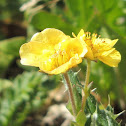 Alpine Buttercups