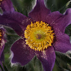 Pasque Flower,  Dane's Blood