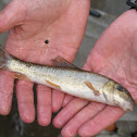 White sucker
