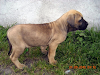 Cachorros Fila Brasileros