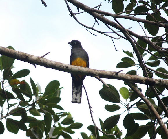 Spotting Image 1