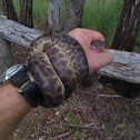 Spotted Python